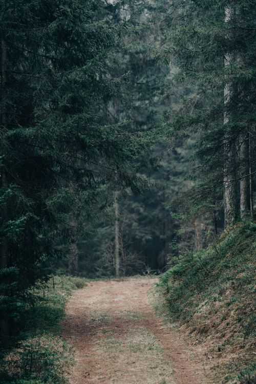 Free A tranquil forest path surrounded by lush green trees creating a peaceful nature scene. Stock Photo