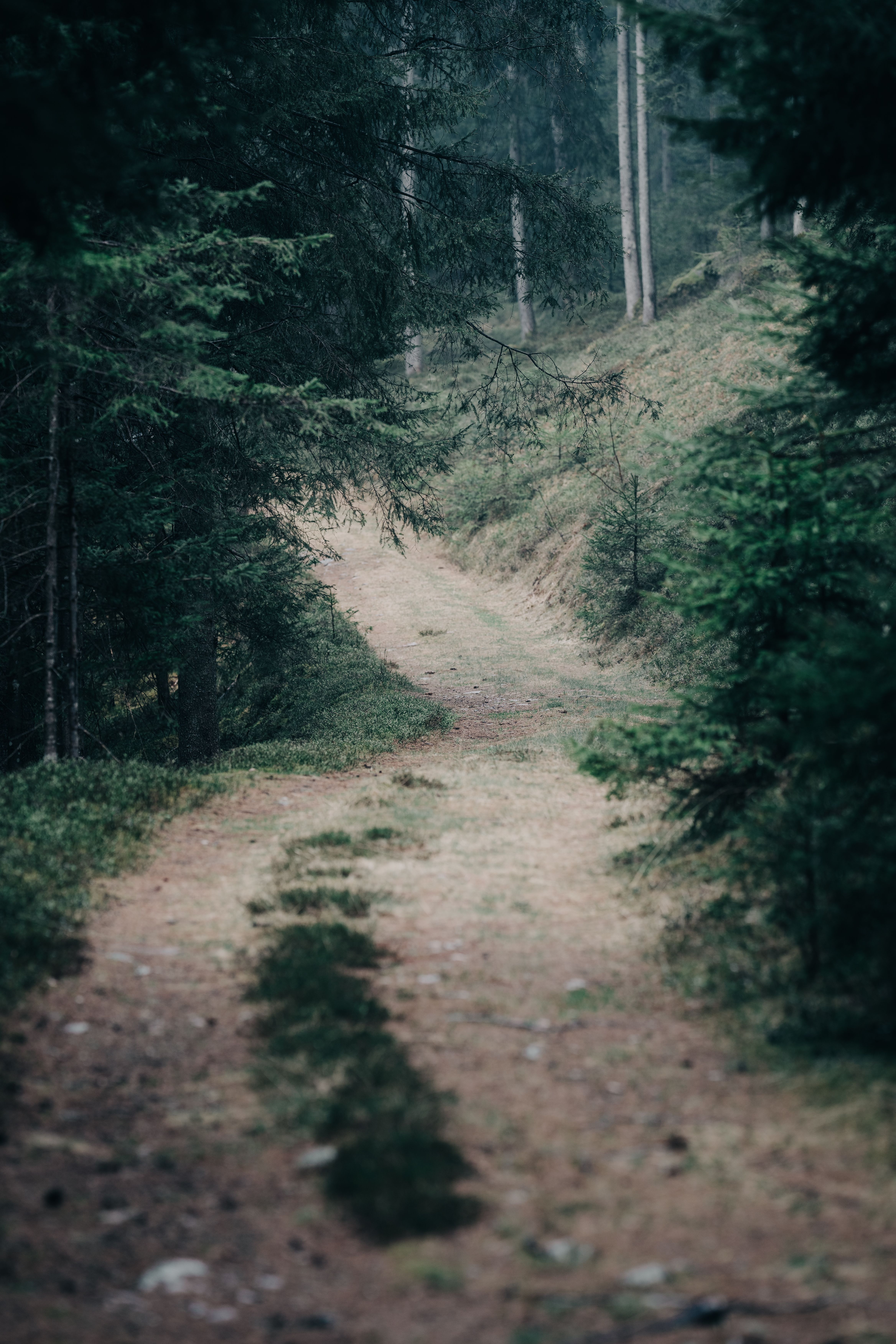 Serene Forest Path in Dense Woodland · Free Stock Photo