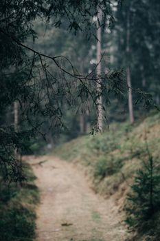 A tranquil forest path with misty atmosphere and overhanging branches, ideal for nature enthusiasts.