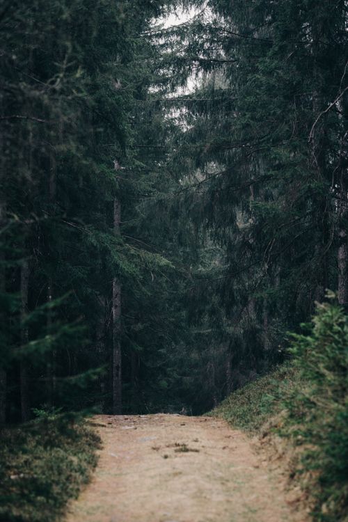 Free Peaceful forest trail surrounded by dense green pine trees in a calm outdoor setting. Stock Photo