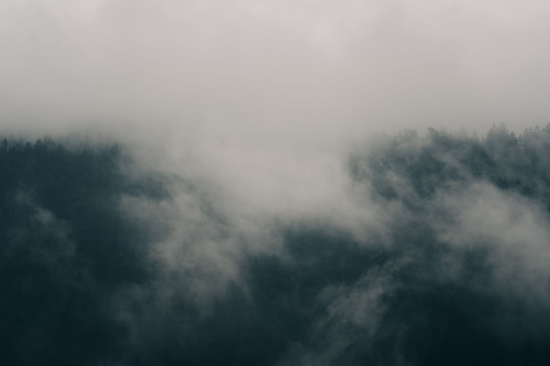 A moody forest landscape shrouded in thick, rolling mist creating a mysterious ambiance.. pexels, moody, forest