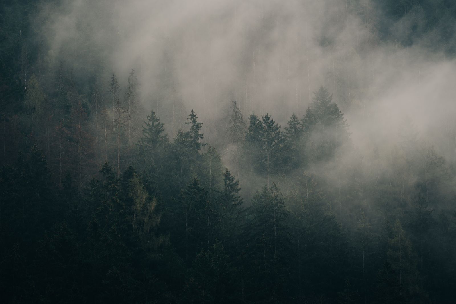 Mist drifting through a pine ridge — photo by eberhard grossgasteiger on Pexels