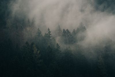 Mist drifting through dense forest — photo by eberhard grossgasteiger on Pexels
