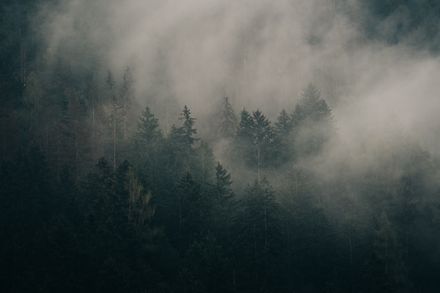 Fog drifting through a dense forest — photo by eberhard grossgasteiger on Pexels