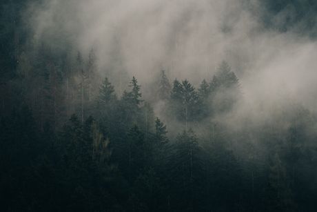 Morning mist over trees by eberhard grossgasteiger on Pexels