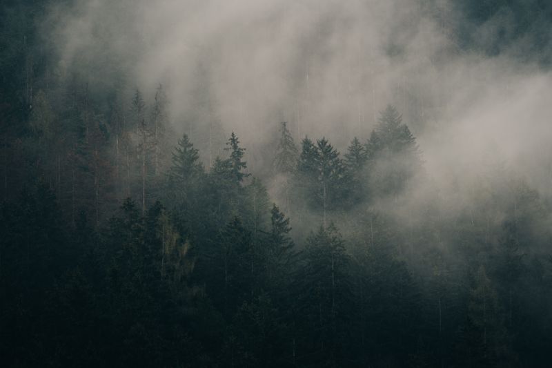 Mist enveloping a dense forest — photo by eberhard grossgasteiger on Pexels