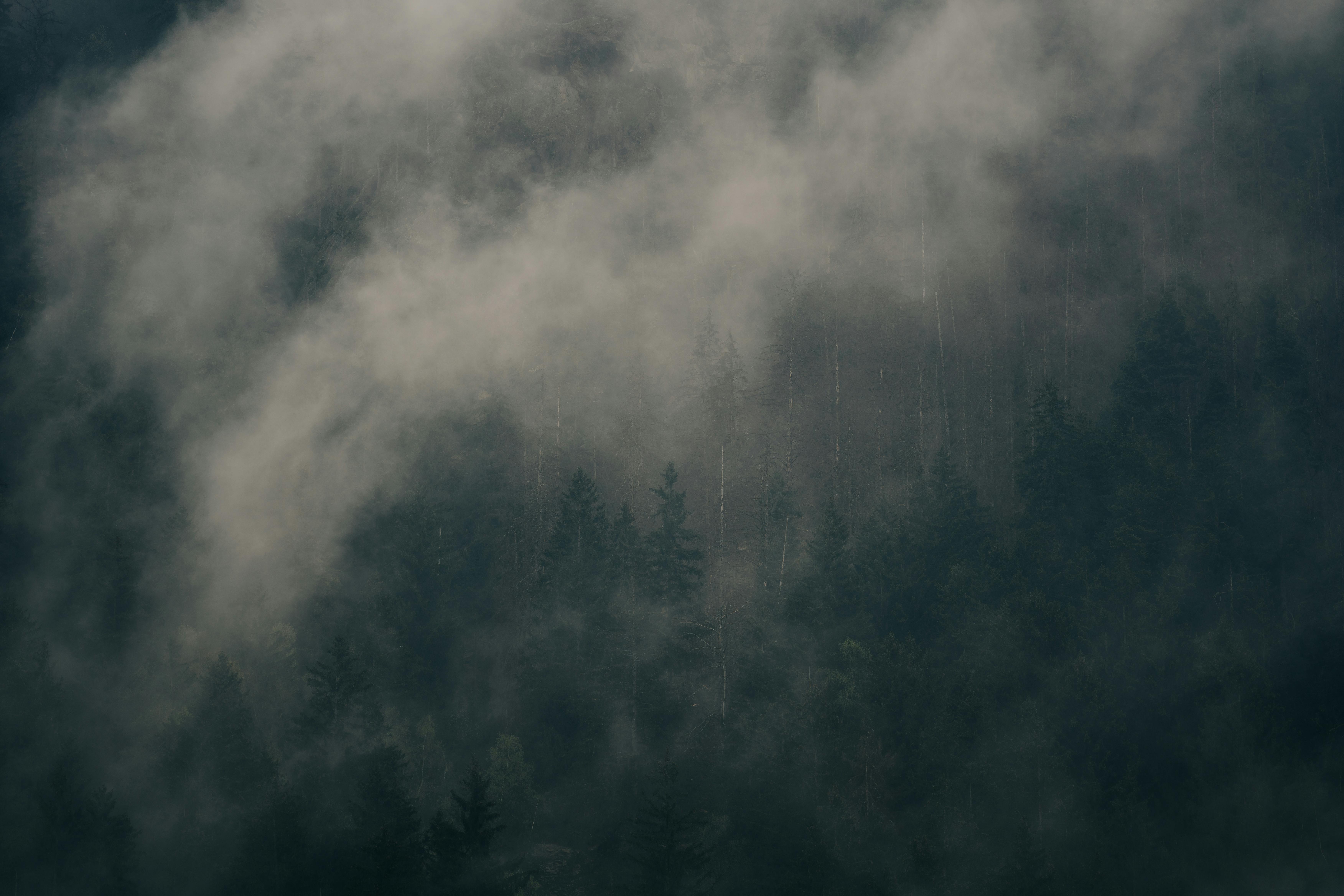 A serene view of a misty forest shrouded in dense fog, creating a mysterious atmosphere.