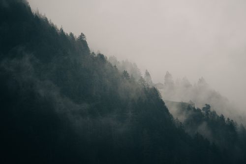 Free Misty mountain landscape with dense evergreen forest and ethereal fog. Stock Photo