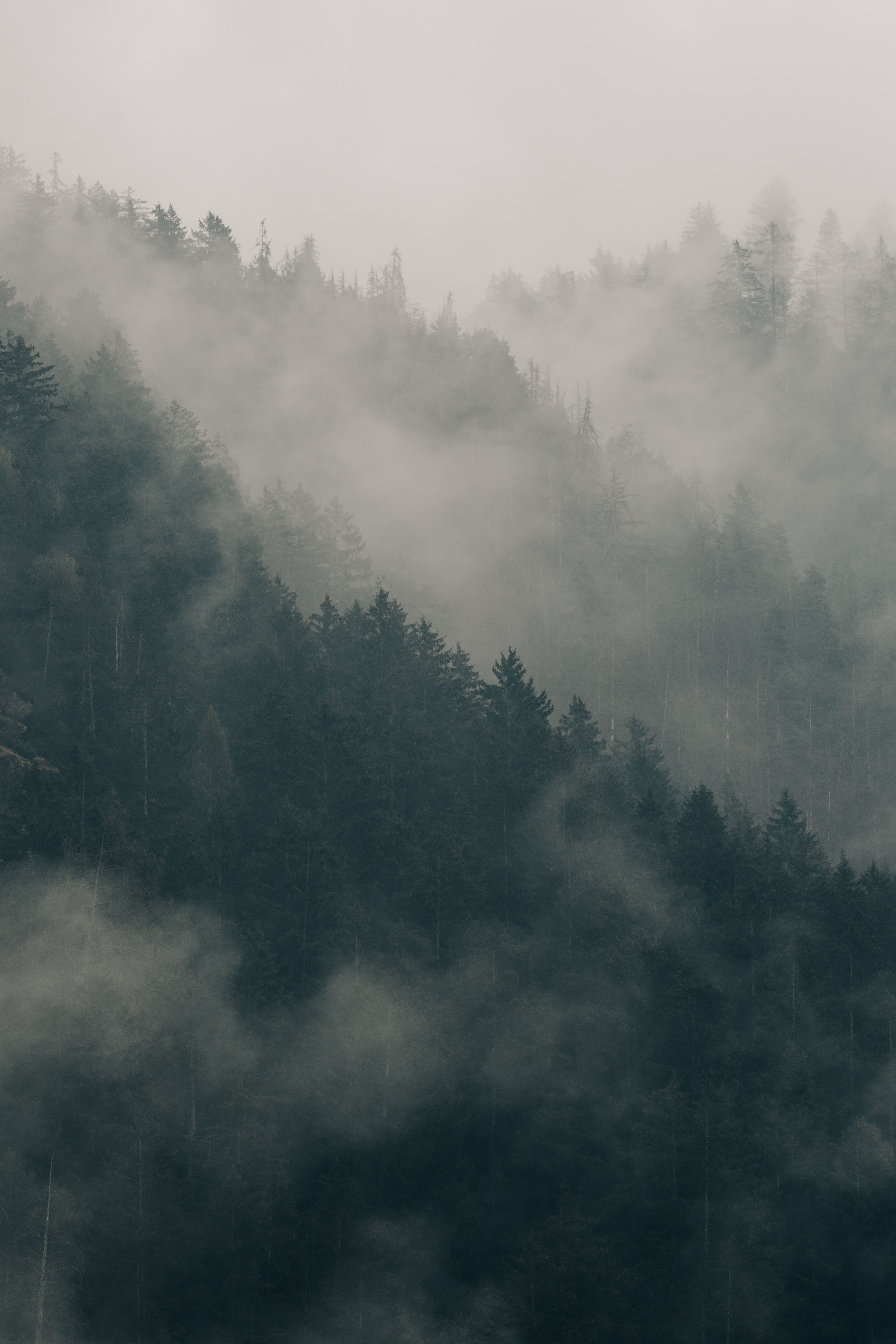 A serene mist-covered forest creating a mysterious and calming atmosphere.. serene, mist, covered
