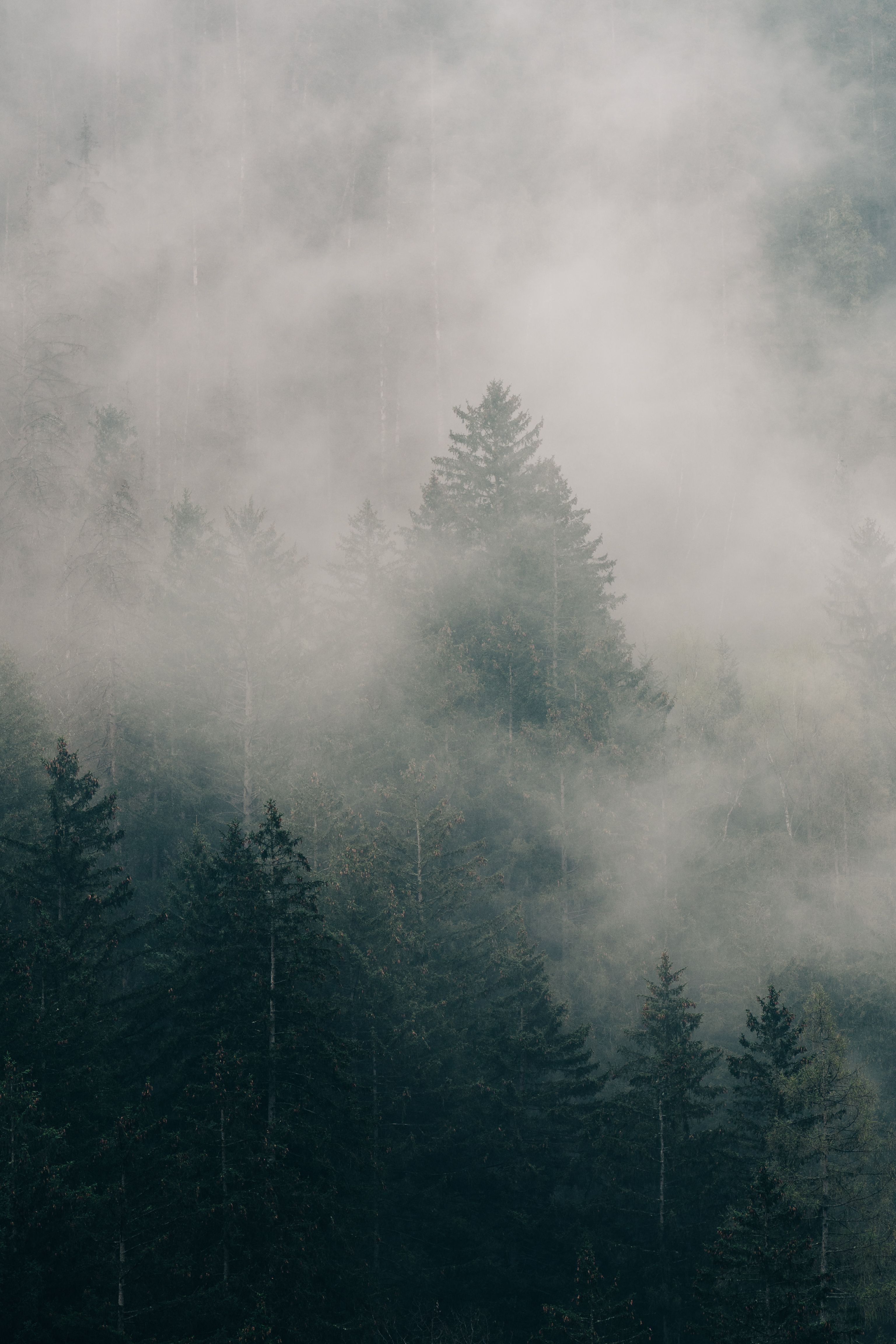 A misty forest scene with pine trees enveloped in fog, creating a tranquil and mysterious atmosphere.. pexels, misty, forest