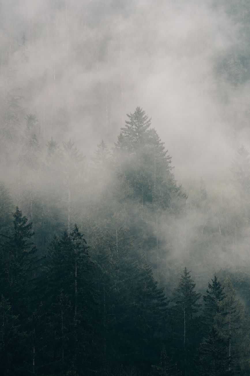 A misty forest scene with pine trees enveloped in fog, creating a tranquil and mysterious atmosphere.. pexels, misty, forest