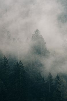 A misty forest scene with pine trees enveloped in fog, creating a tranquil and mysterious atmosphere.. pexels, misty, forest