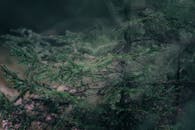 Serene Close-up of Evergreen Tree Branches