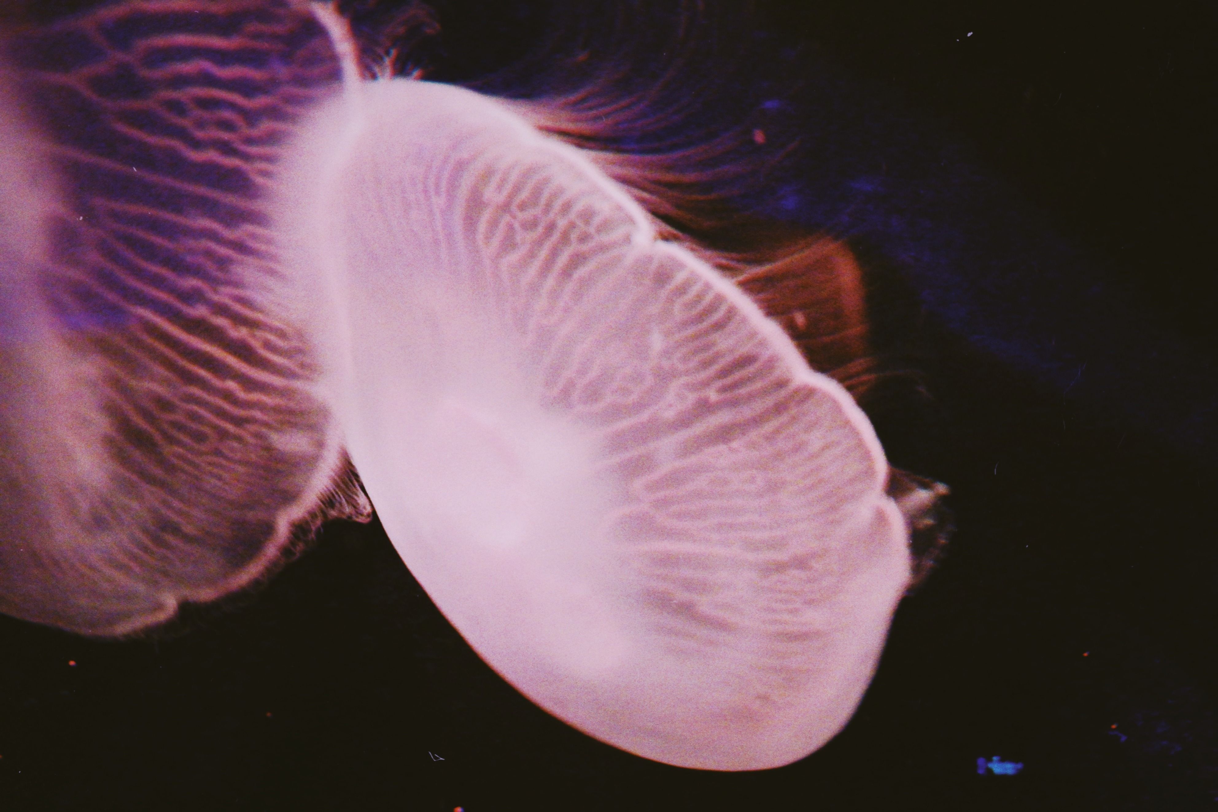 Close-up of a jellyfish glowing in a dark aquatic setting, showcasing its ethereal beauty.