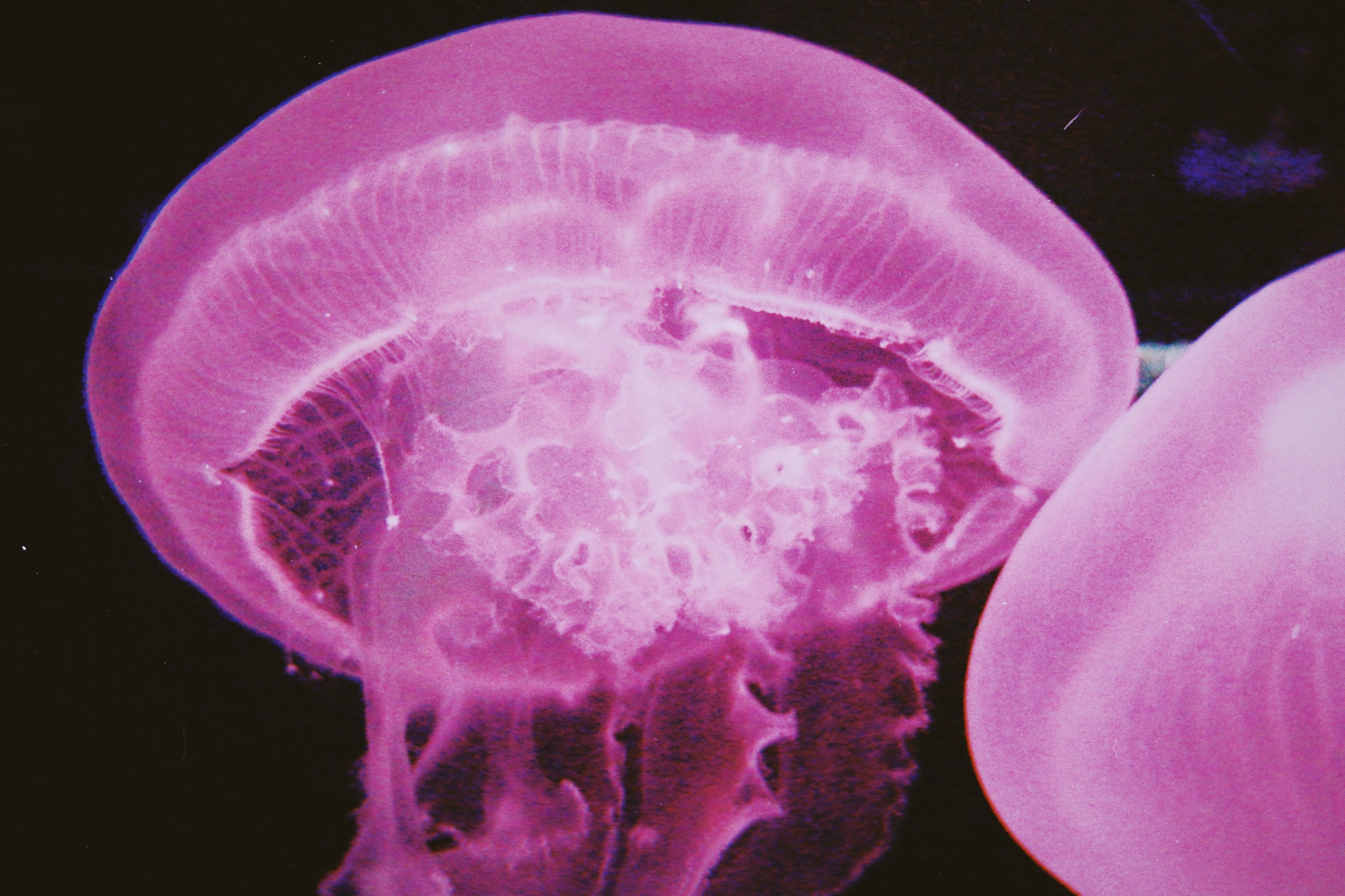 Vibrant Pink Jellyfish in Underwater Display · Free Stock Photo