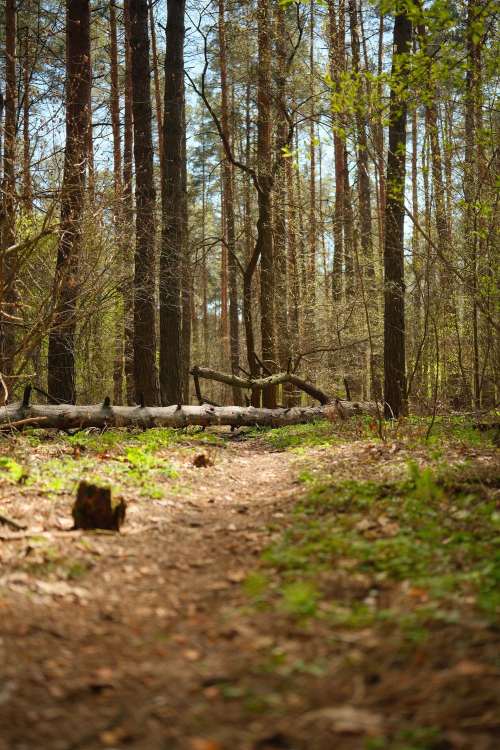 Spring Forest Pathway Serene Spring Forest Pathway Under Tall Trees · Free Stock Photo