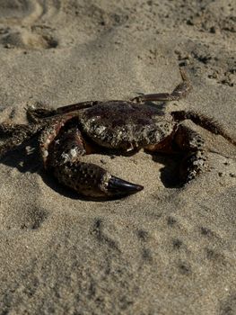 Close-up of a crab on the sand, showcasing its texture and natural habitat.