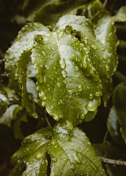 Free Vibrant macro shot of dew-covered green leaves in a Brazilian forest. Stock Photo