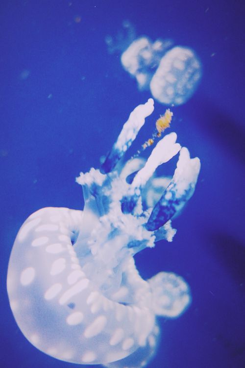 Close-up of Ethereal Jellyfish in Deep Blue Ocean · Free Stock Photo