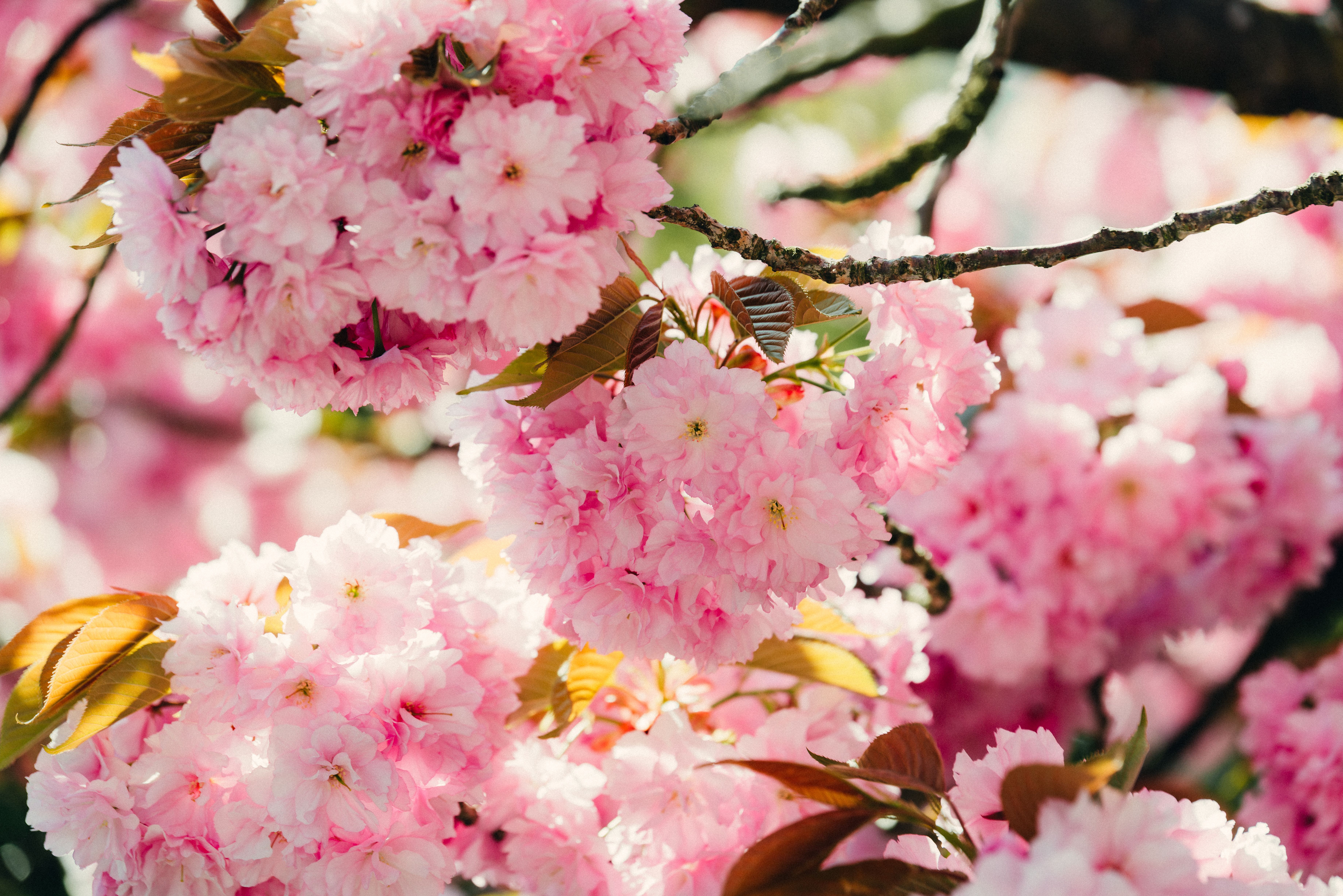 Vibrant Pink Cherry Blossoms in Springtime · Free Stock Photo