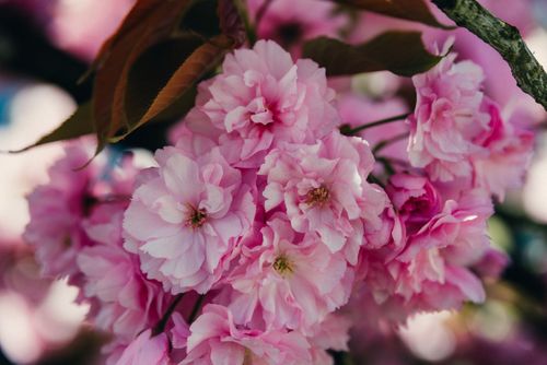 Free Beautiful pink cherry blossoms in full bloom capture the essence of spring in Almanya. Stock Photo