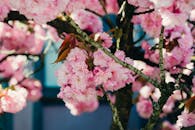 Beautiful Cherry Blossoms in Springtime