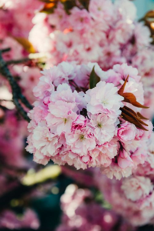 Free Close-up shot of vibrant pink cherry blossoms in full bloom during springtime outdoors. Stock Photo