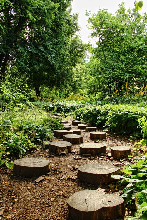 Wooden Steps Through Lush Green Forest Path · Free Stock Photo