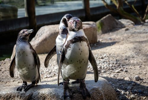 Free Humboldt penguins basking in the sun at Munich Zoo, showcasing their natural habitat. Stock Photo
