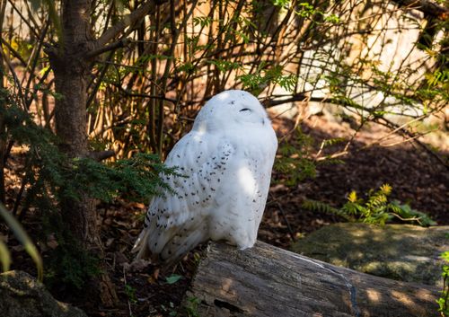 Free A peaceful snowy owl perched on a log in a natural forest environment, showcasing its beauty. Stock Photo