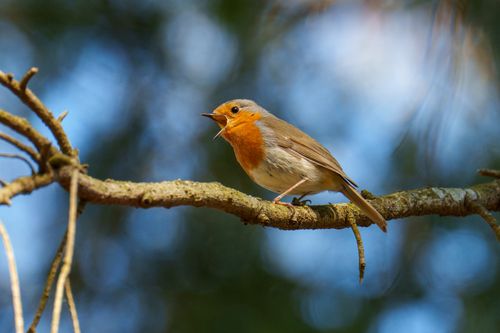 Free A charming European robin singing while perched on a tree branch in the forest. Stock Photo