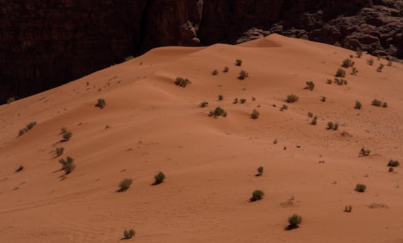 Vast desert landscape with orange sand dunes and sparse vegetation in Wadi Rum, Jordan.