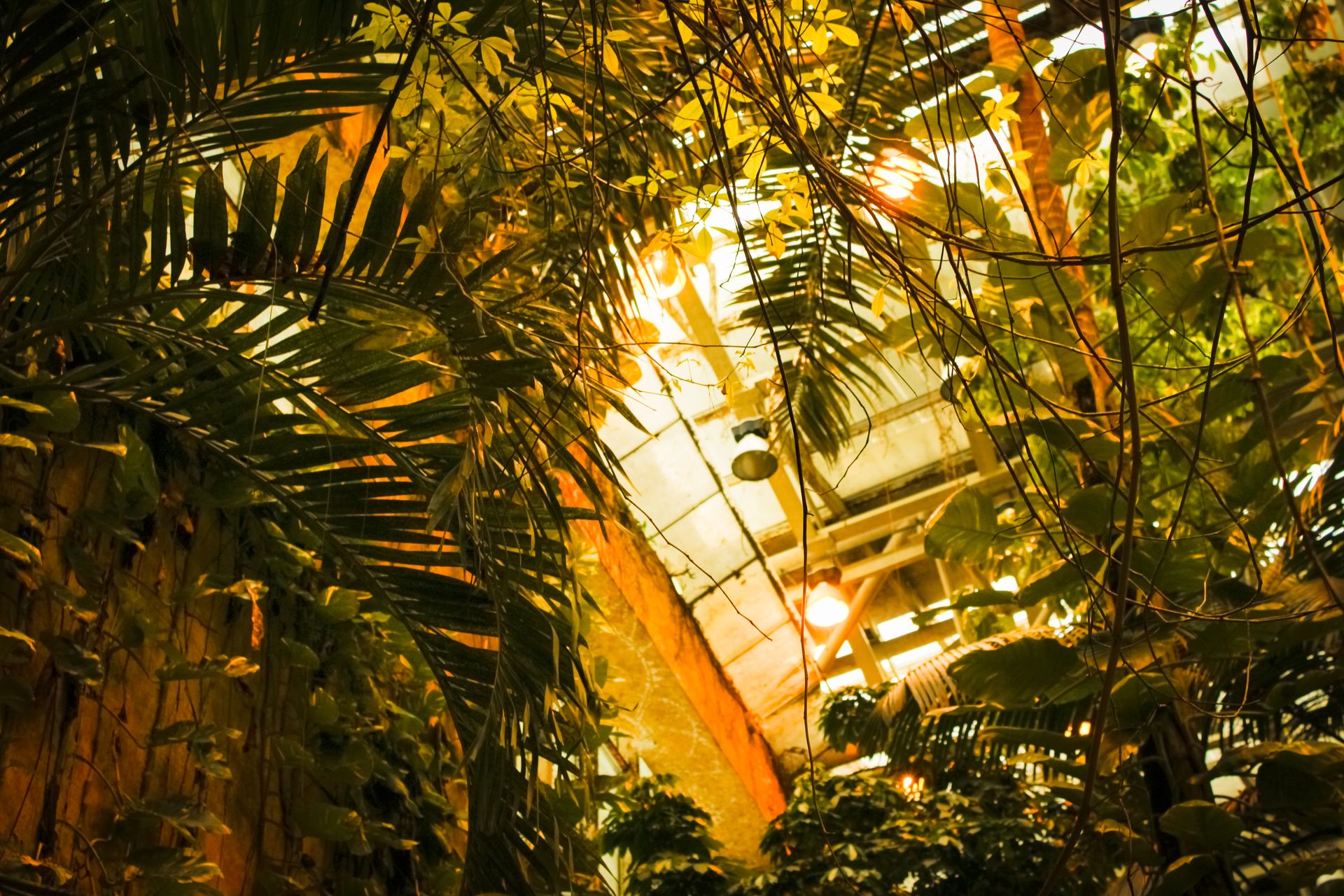Glowing sunlight filters through a lush indoor jungle of tropical plants in a greenhouse setting.