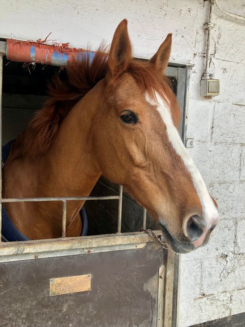 Free A chestnut horse with a white blaze peeks out from its stable, exuding calmness. Stock Photo
