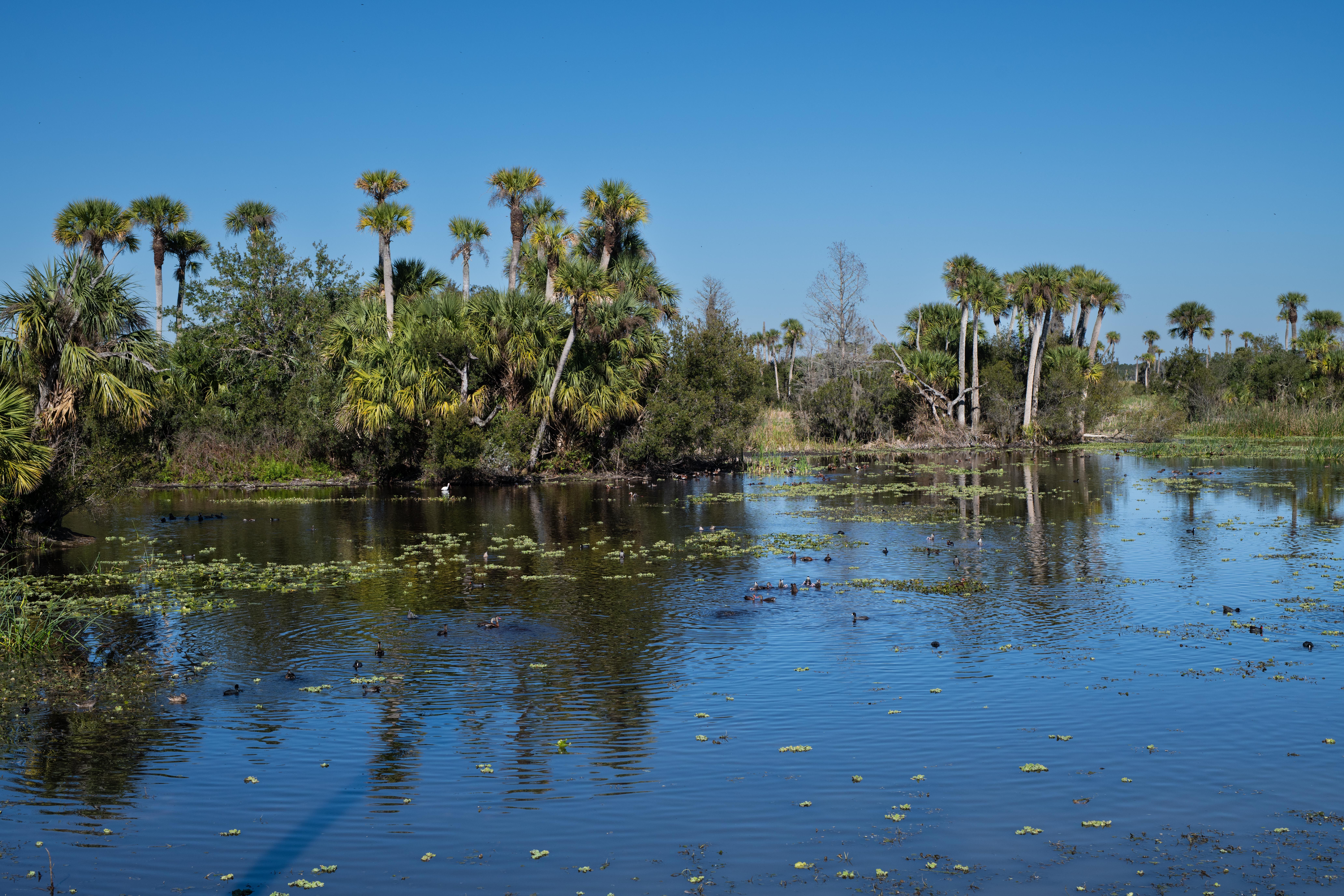 3 Day Burnout Recovery Retreat with Rescued Animals in Florida 3