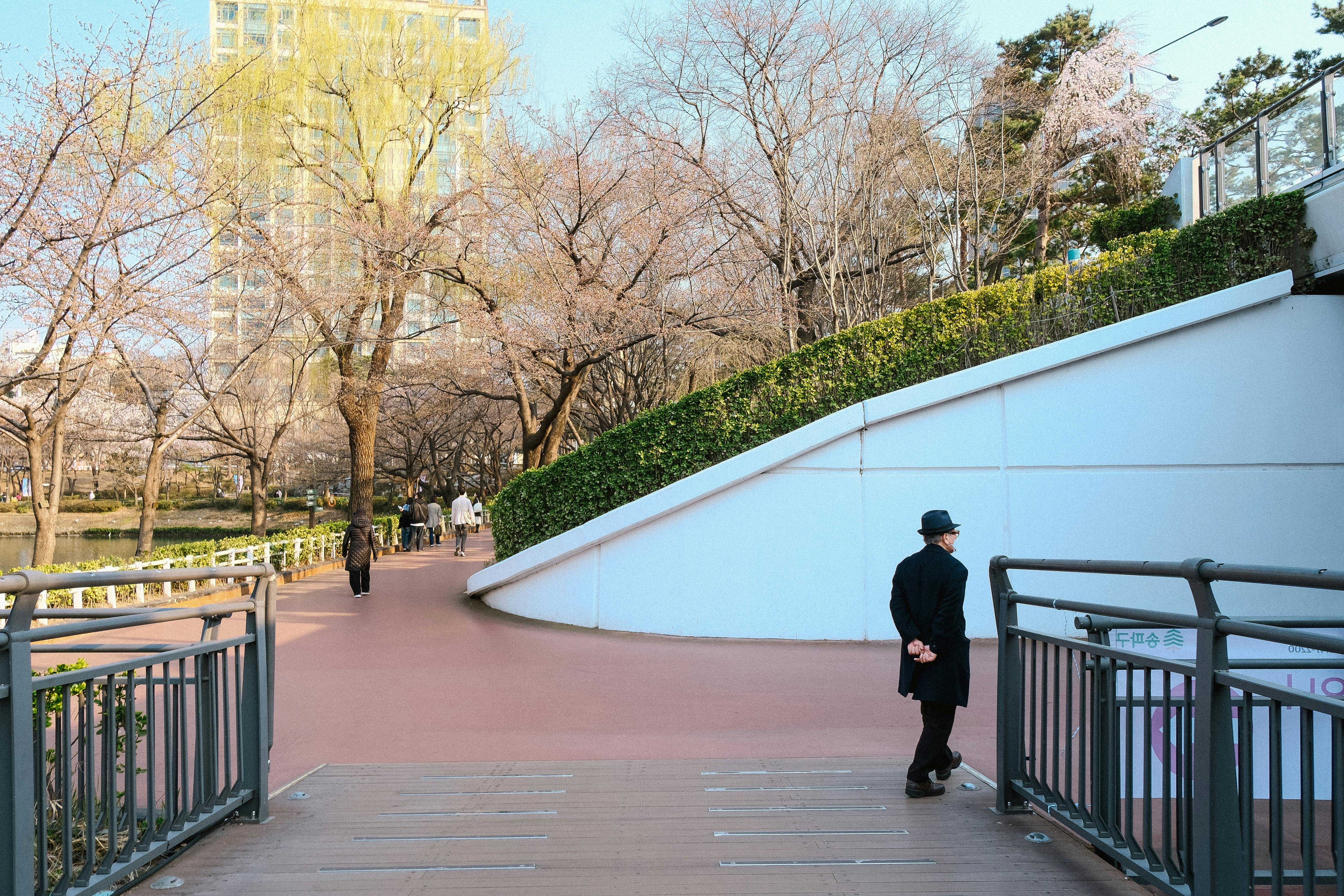 Yeouido Park cherry blossom walking path in early morning before crowds arrive