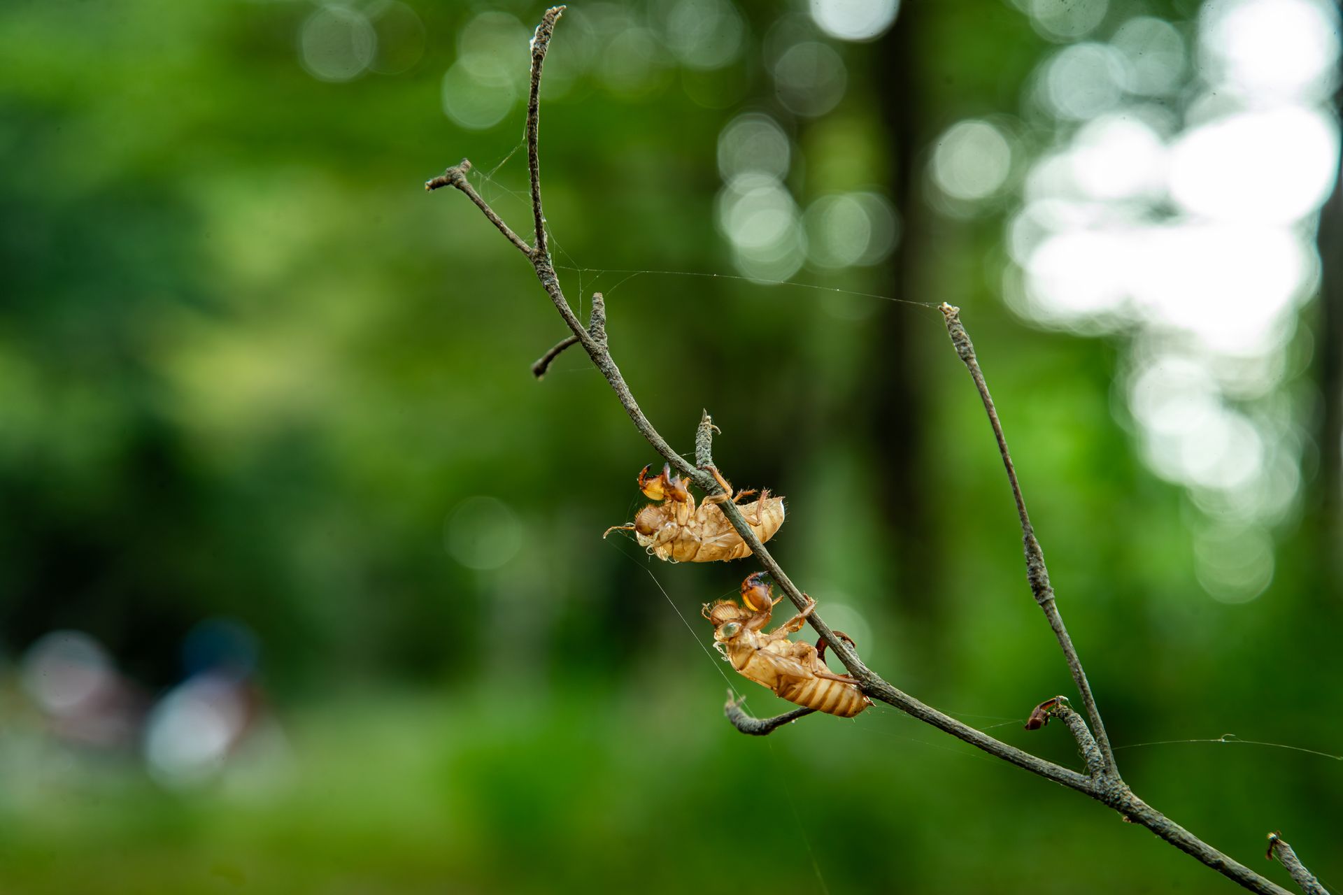 Detailed shot of cicada exoskeletons on a branch in a lush green forest. Perfect for nature and insect photography.