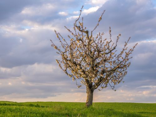 Free A lone tree with white blossoms stands in a lush green field under a cloudy sky. Stock Photo