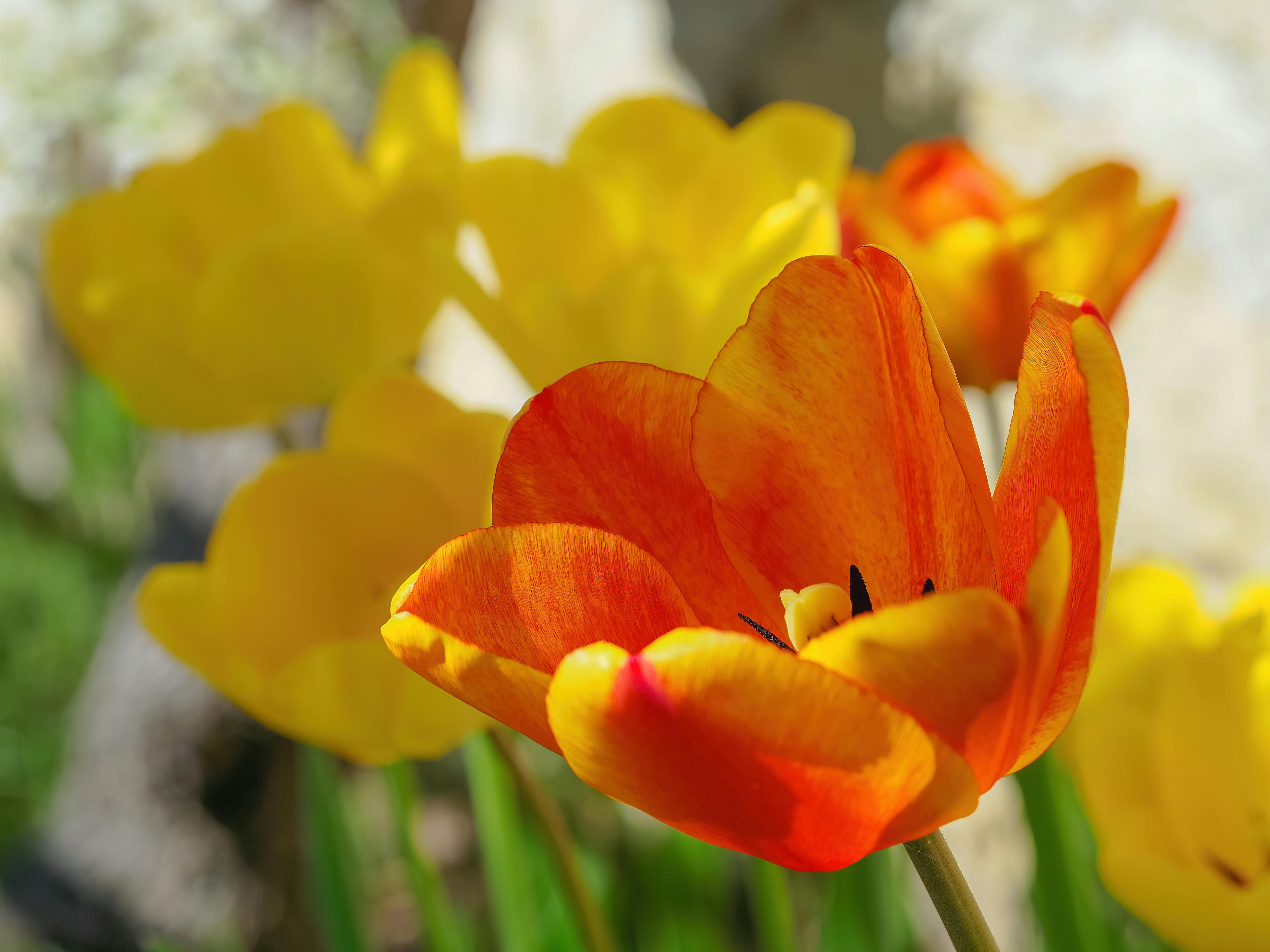 A beautiful close-up shot of orange and yellow tulips in full bloom, capturing their vivid colors and intricate petals.