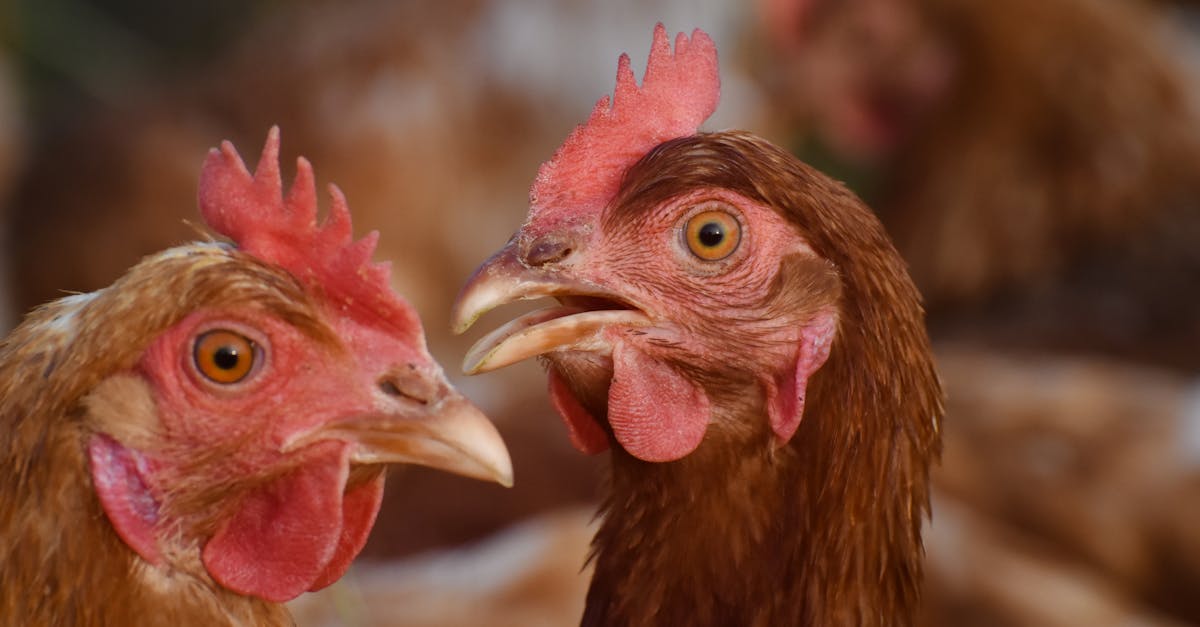 東華大學推「生活養雞學」課程 20隻「雞老師」陪你上課趣味十足