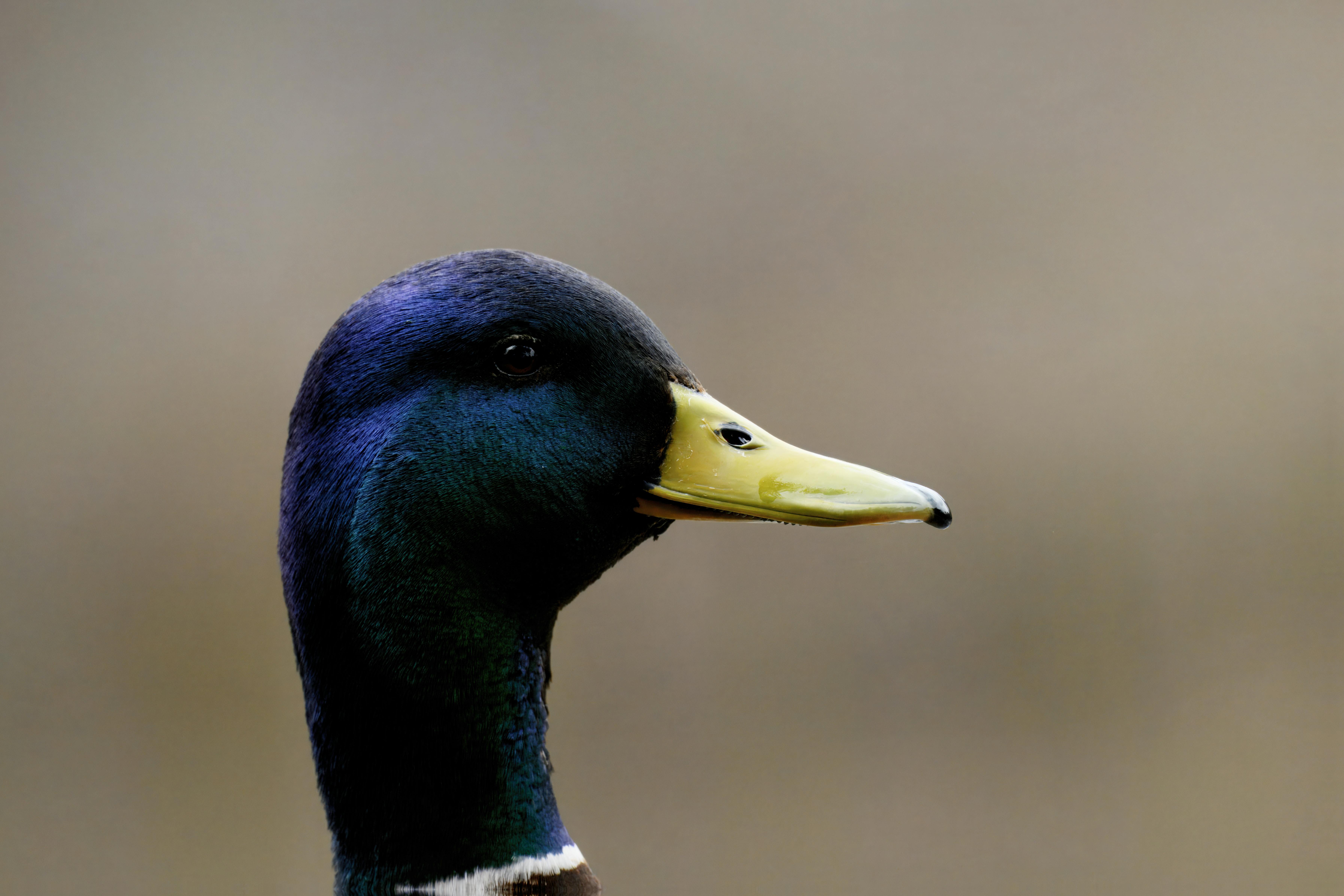 2012 Review of Drake Software — Drake Tax — Photo by Dmitri Sotnikov on Pexels