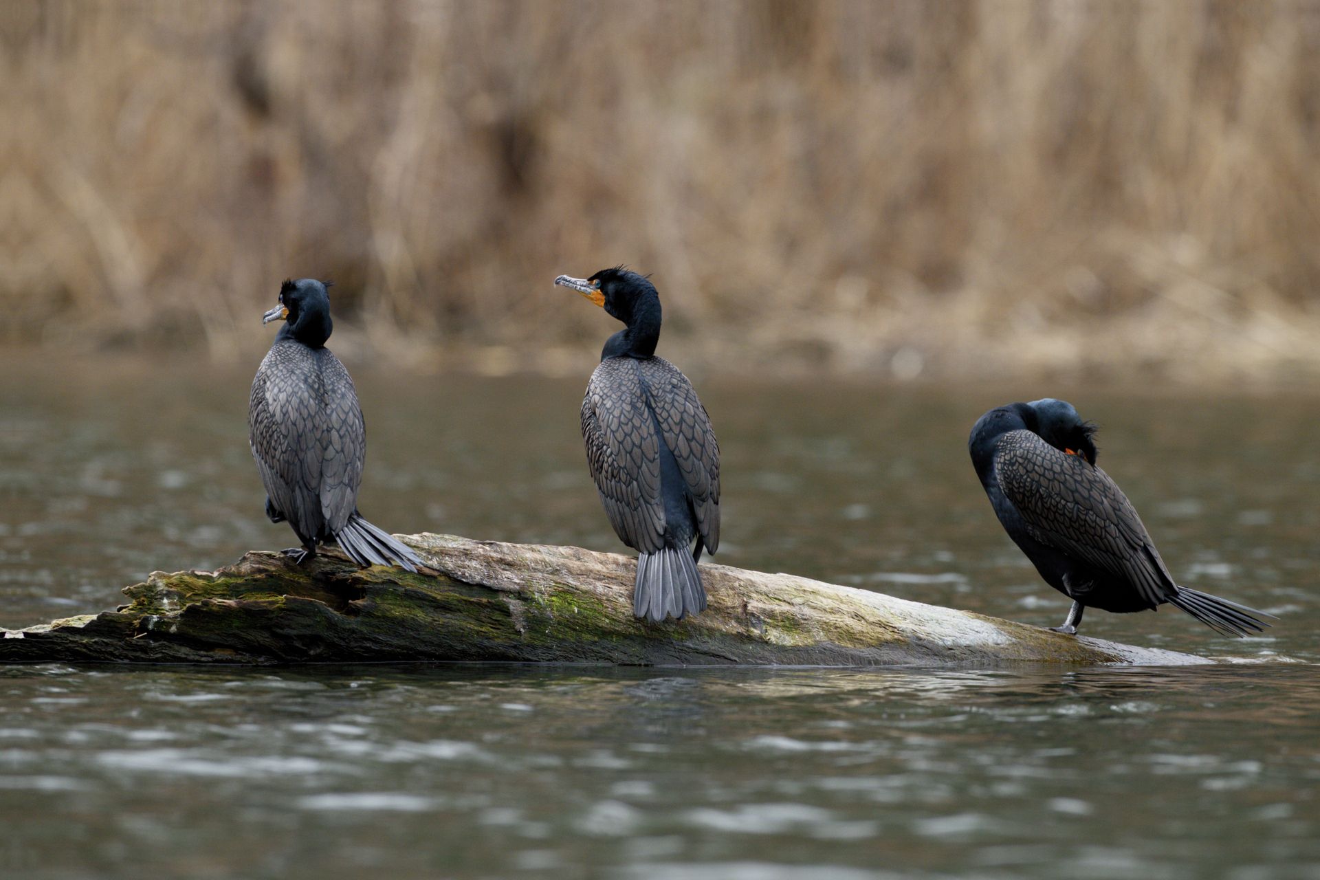 Three cormorants rest on a log in a serene Ontario wetland, showcasing natural bird behavior.