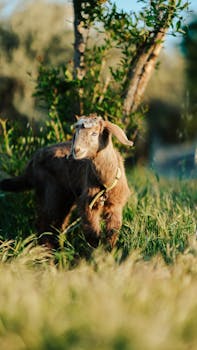 **زئير الأسد| تحديث لمنطقة ****#الخضيرة**** **تتعامل قوات الشرطة في لواء الساحل وخبراء المتفجرات الآن مع موقع سقوط شظ...