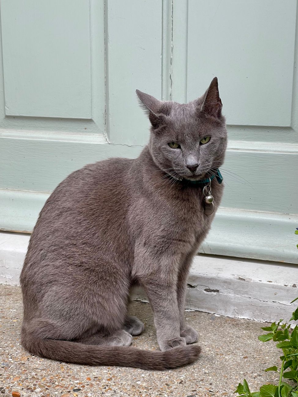 Ликийская кошка