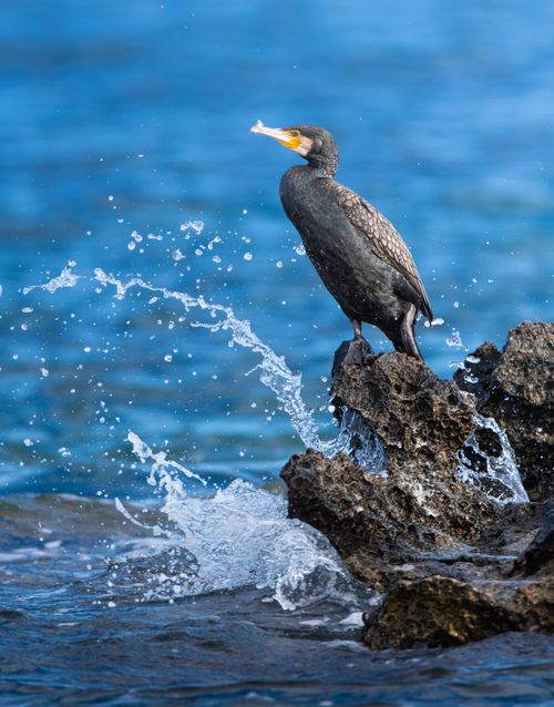 Free A cormorant perched on rocks with waves splashing in a vibrant blue ocean background. Stock Photo