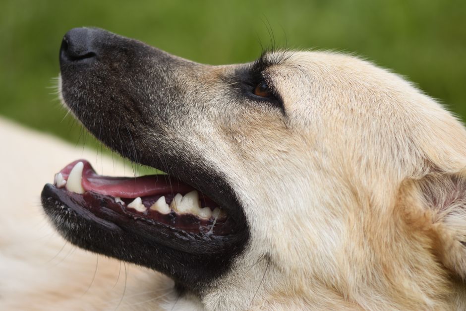 dog showing healthy gums and clean white teeth dog showing healthy gums and clean white teeth