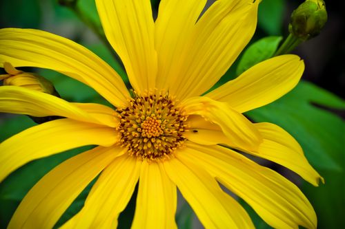 Free Detailed macro shot of a vibrant yellow sunflower, capturing its intricate petals and center. Stock Photo