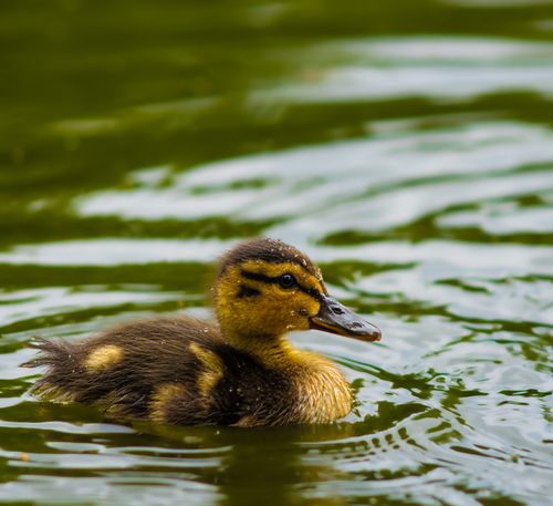 Free A cute duckling glides gracefully on the water, surrounded by serene ripples. Stock Photo