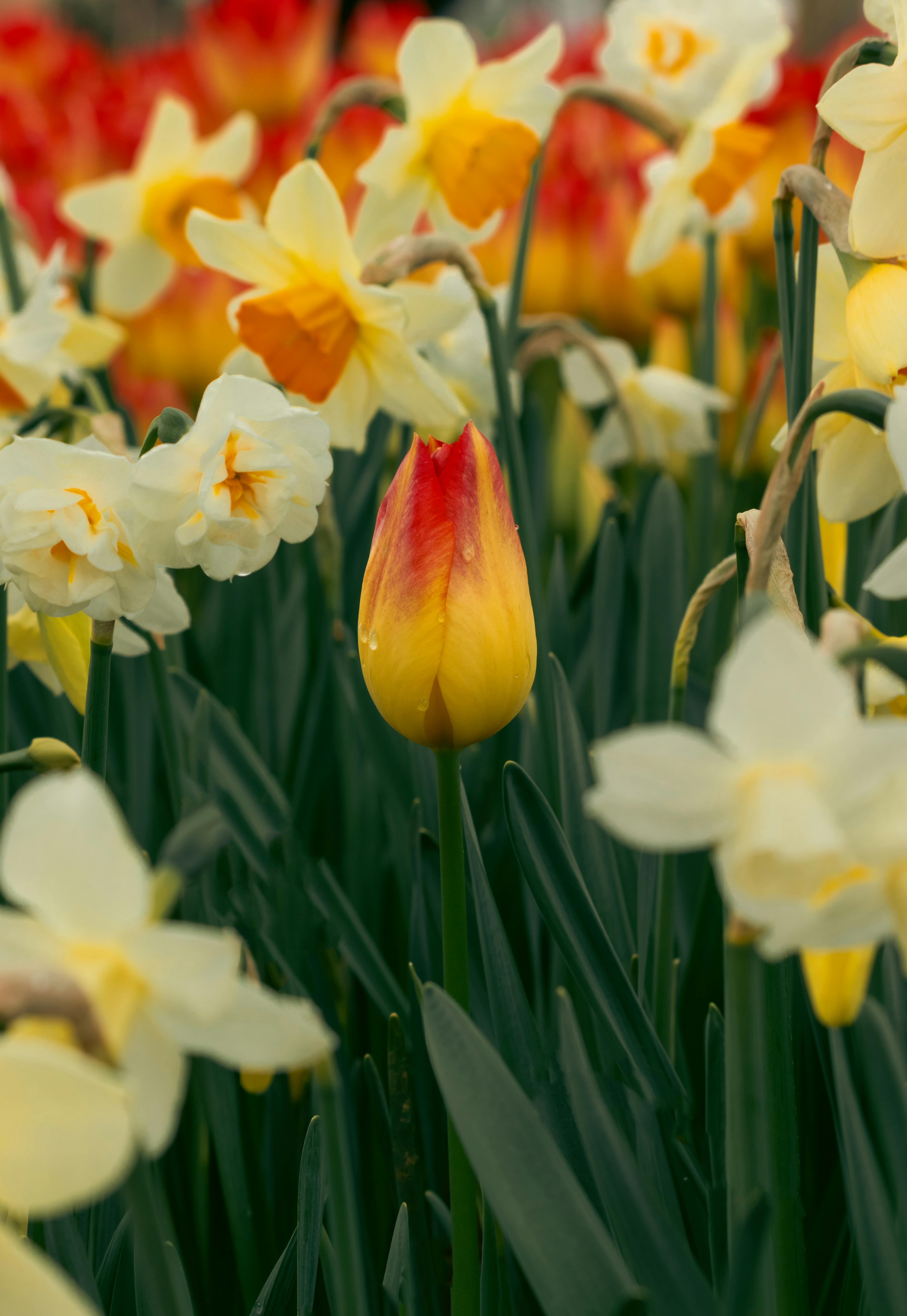 A beautiful display of yellow tulips and daffodils in an İstanbul park during spring.