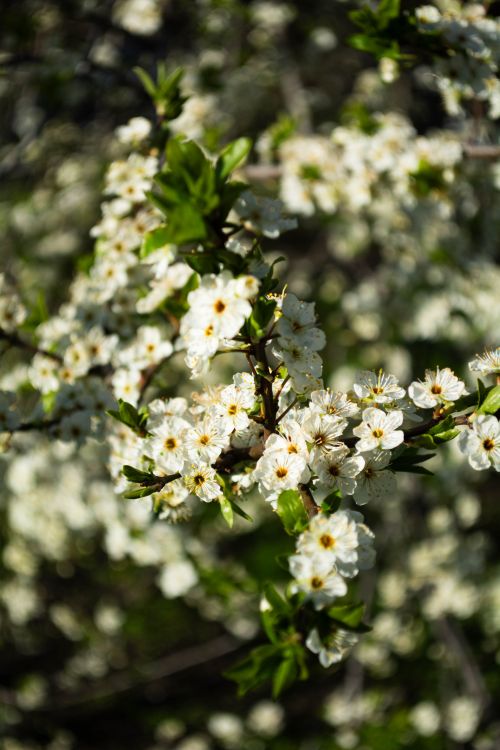 Free Beautiful white cherry blossoms in full bloom during springtime, captured outdoors with vibrant green leaves. Stock Photo